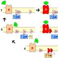 G белки типы виды функции