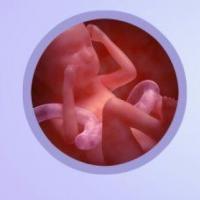 Vlastnosti pohybu plodu v závislosti od načasovania tehotenstva