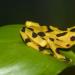 The golden frog that knows sign language